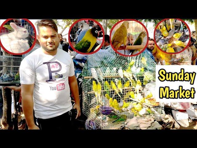 Beautiful and Lovely Birds In Sunday Market (Birds Market) Ahmedabad #youtube #sundaymarket #birds