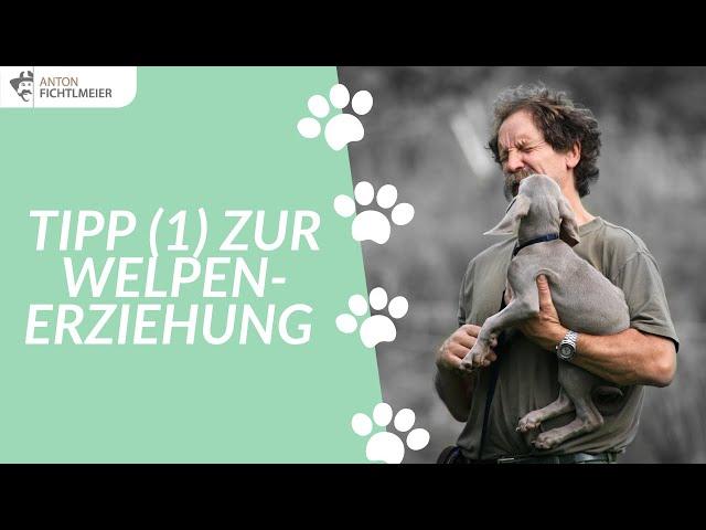 Tipp (1) zur Welpenerziehung | Hundetraining nach Anton Fichtlmeier