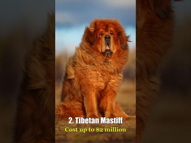 Top 10 Most Expensive Pets in the World - Re-upload