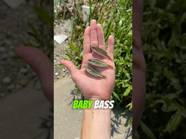 How to CATCH your own BABY BASS