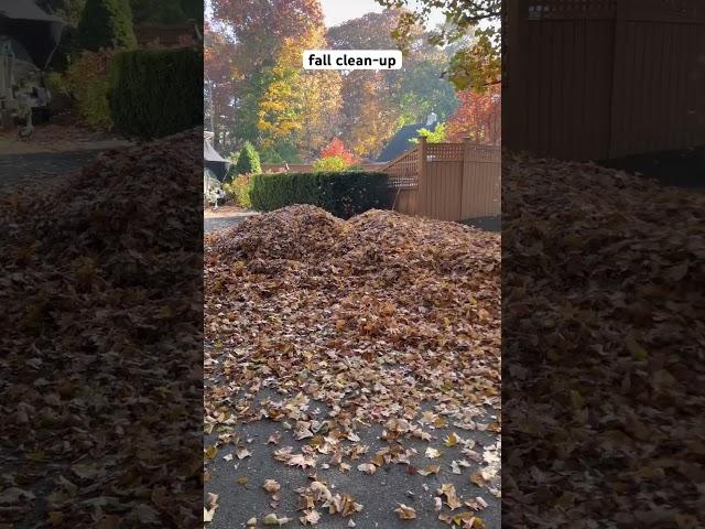 #41Huge pile of leaves, clean-up season. #gardening #landscaping #shorts