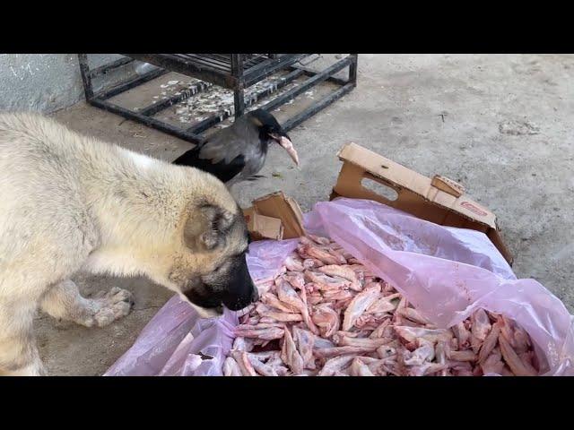 KANGALLAR KARGAYLA YEMEK PAYLAŞTI