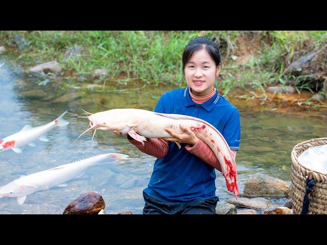 Harvesting CATFISH rarest in the world | Susan Daily Life