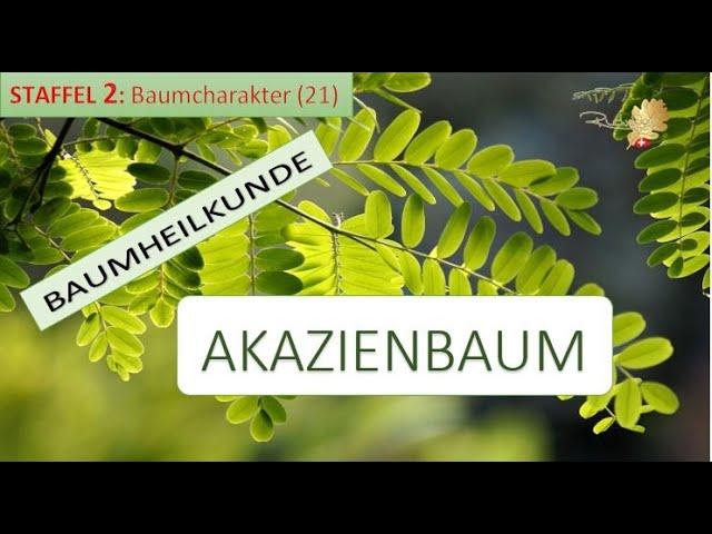 Der AKAZIENBAUM in der Baumheilkunde - Doris Richter