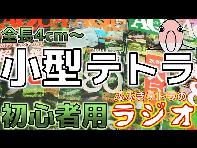 【熱帯魚】アクア歴0日～初心者にオススメな小型テトラを全部解説してみた！(ラジオ)【ふぶきテトラ】