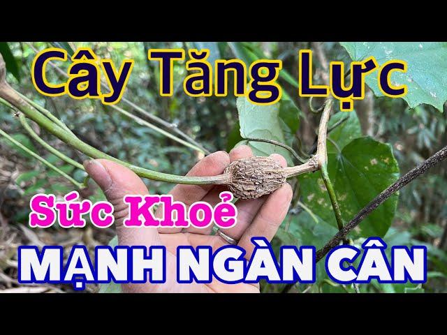 Dây Nghìn Cân, Gặp Được Còn Vui Hơn Bắt Được Vàng  | CTVC