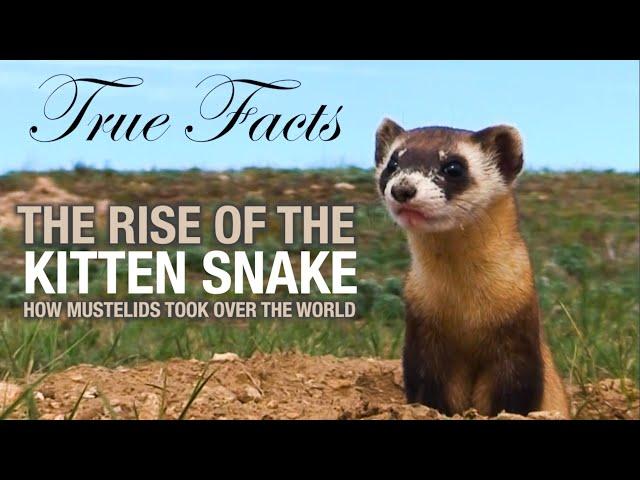 True Facts: The Rise of the Kitten Snake