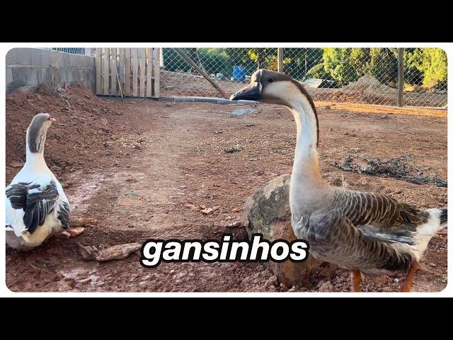 VROG 206: NOVO COMPANHEIRO GANSO