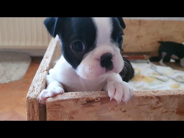 Boston Terrier puppies playing   