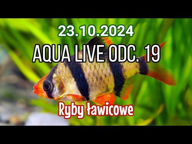 AQUA LIVE ODC. 19 | Ryby ławicowe | 23.10.24 |  #aquascapingtv