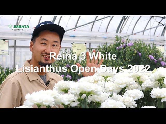 Lisianthus Reina 3 White characteristic introduction