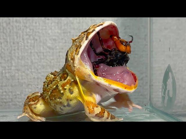 The queen of giant hornets reviving from the belly many times/ Pacman frog , African bullfrog