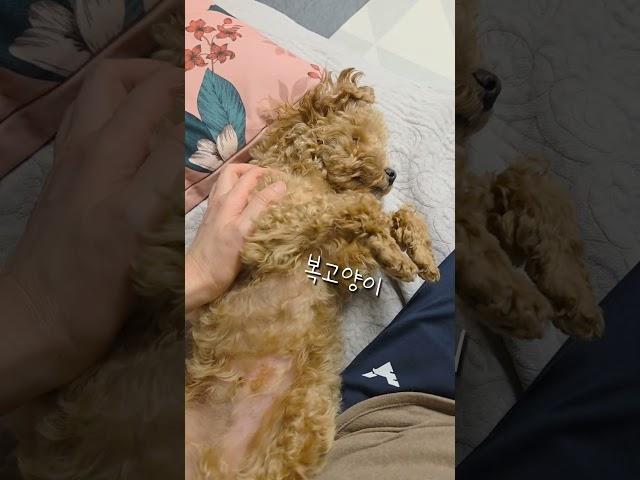 자기 주장 확실한 강아지#손 좀