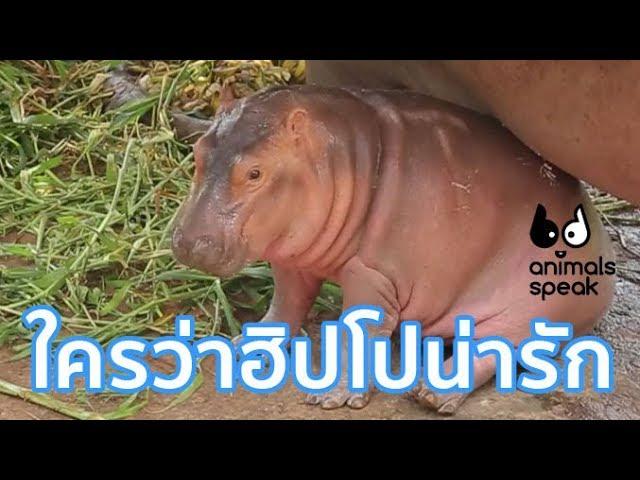 ใครว่าฮิปโปน่ารัก : Animals Speak [by Mahidol]