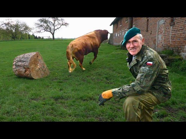 A bull almost ATTACKED Romek. New toy: 600 kg stump. Strength demonstration?