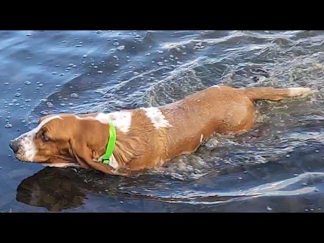 Basset Hound mid winter swim!