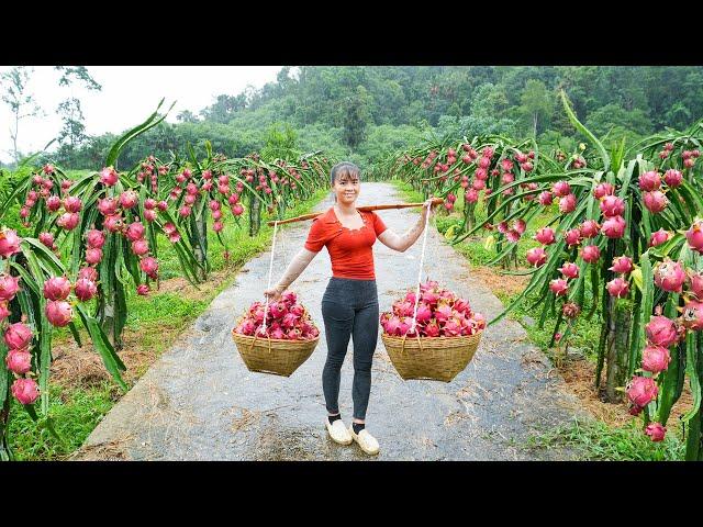 Harvesting A Lot Of Dragon Fruit Goes To Market Sell - Farm Life | Phuong Free Bushcraft