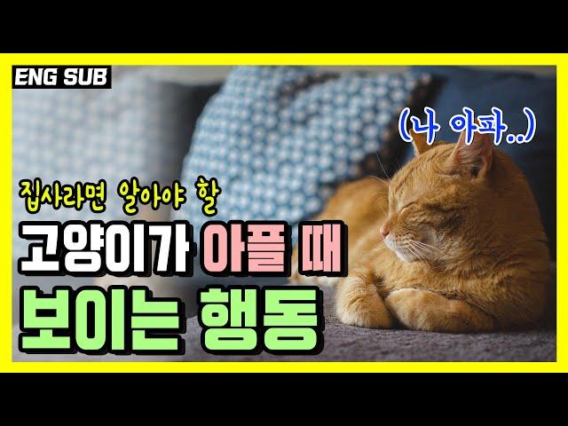 "I'm sick" Let's learn cat language.