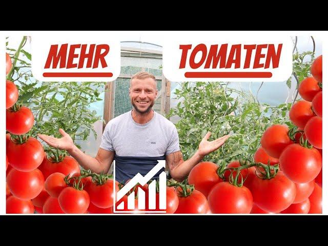 7 Tipps für eine reiche Tomaten-Ernte  Das musst DU tun ...