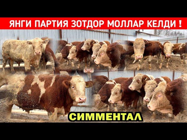 ЯНГИ ПАРТИЯ СИММЕНТАЛ БУКАЛАР ХОРАЗМ БУ́ЙЛАБ ДАСТАВКА БОР !!! ХОРАЗМ БОЗОР