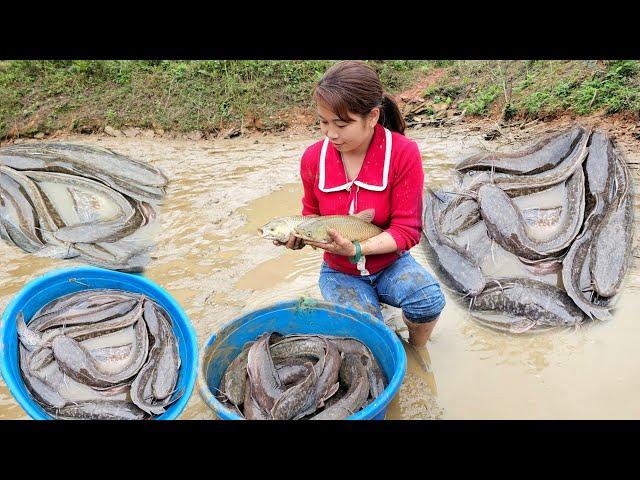 Harvesting catfish (Fish) to sell - Grilled fish - Cooking - Phùng Thị Chài