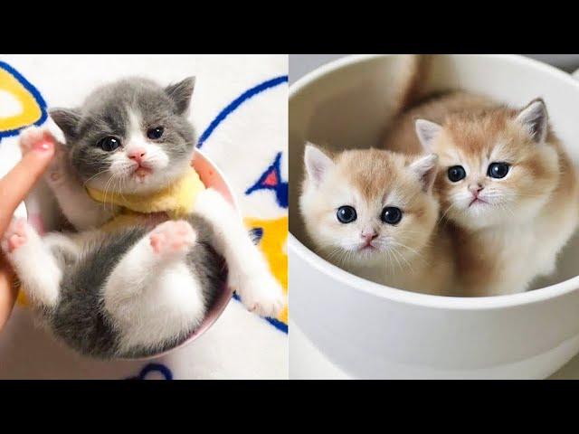 Baby Cats - Cute and Funny Cat Videos Compilation #69 | Aww Animals