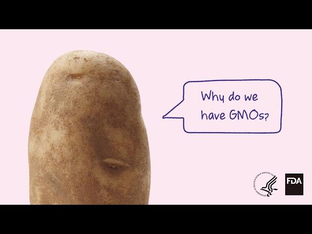 Why Do We Have GMOs?