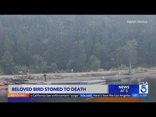 Beloved SoCal bird stoned to death