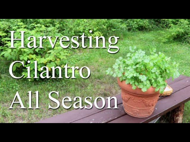 Harvesting & Preserving Cilantro ( Coriander ) ~ So you can keep harvesting all season