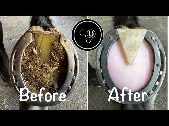 Full horse hoof restoration