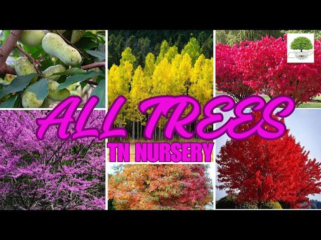 ALL TREES - TN Nursery