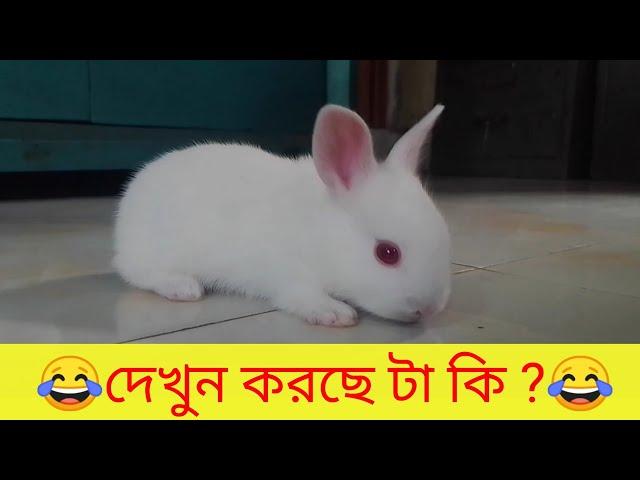 Baby Rabbit attacking me | Amazing Baby Bunny funny activity | Grow Life | cute baby rabbit