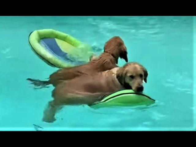 Die besten Hunde Videos 2021, Teil 2, Cute and Funny Dogs Videos.