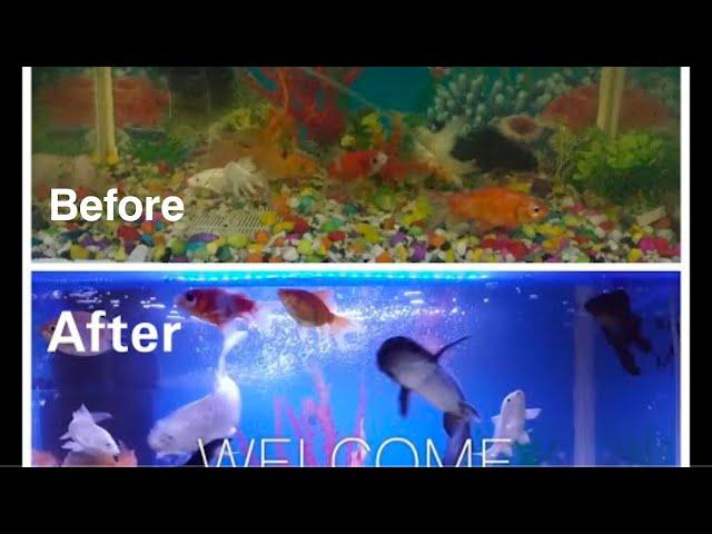 How to clean fish tank