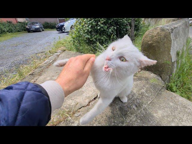 Angry White Cat is so cute when she wakes up in the morning.