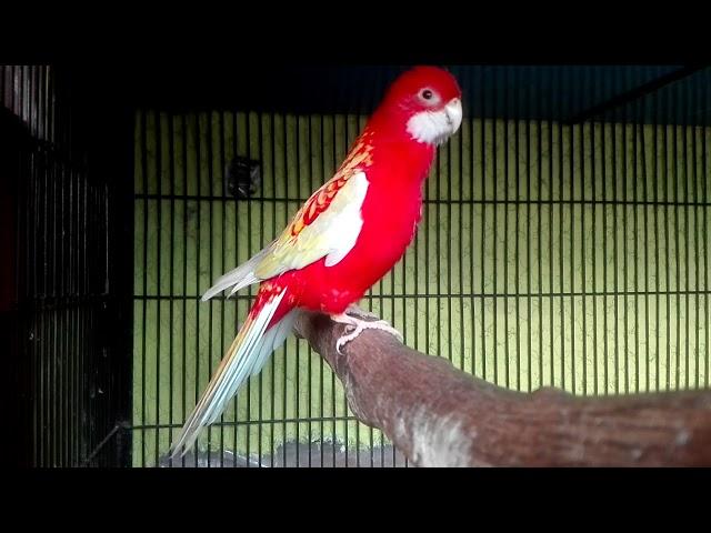 RUBINO ROSELLA MALE SINGING (CALL) HD