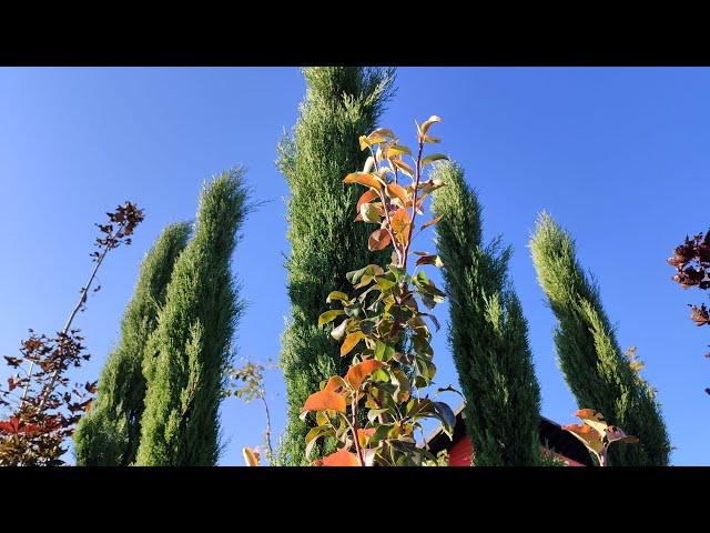 BEST HEDGE PLANTS FOR PRİVACY | TALLEST HEDGE PLANT | THE LONGEST LIVING HEDGE PLANT