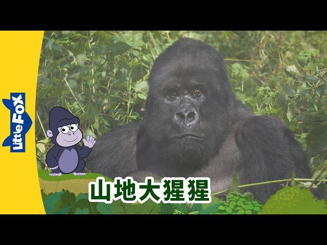 [4K] 认识动物 - 山地大猩猩 ( Meet the Animals - Mountain Gorilla) | 森林 | Animals | Chinese | By Little Fox