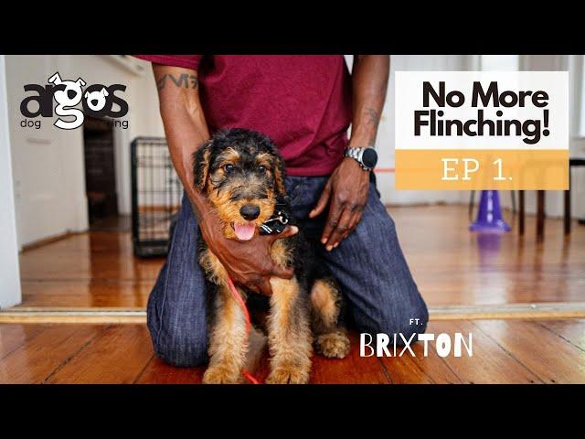 Puppy Handling Exercise | ft. Brixton the Airedale Terrier