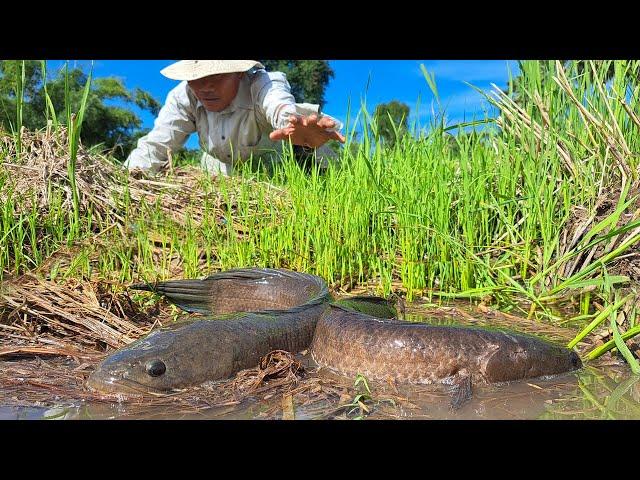 top fishing skills! a smart man catch a lot of fish in field near road by best hand