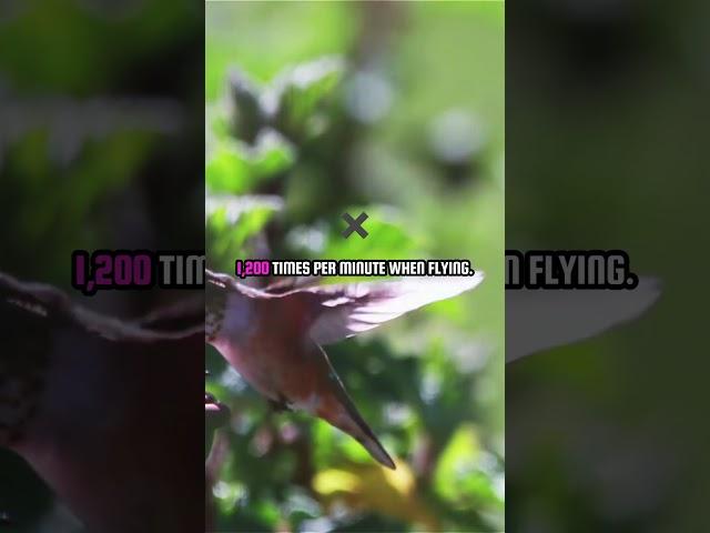 Hummingbirds Nature's Energy Powerhouses! #hummingbirds #hummingbird #facts #wildlife #animal #pets