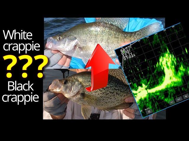 LIVESCOPE CRAPPIE FISHING with JIGs in Brush piles!