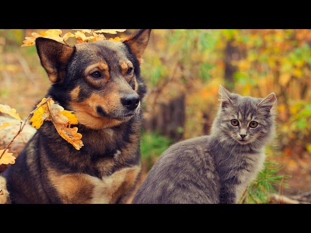 FUNNY DOGS AND CATS, UPBEAT MUSIC, CALMING, SOOTHING AND ENJOYABLE, CUTE PETS FUNNY VIDEOS