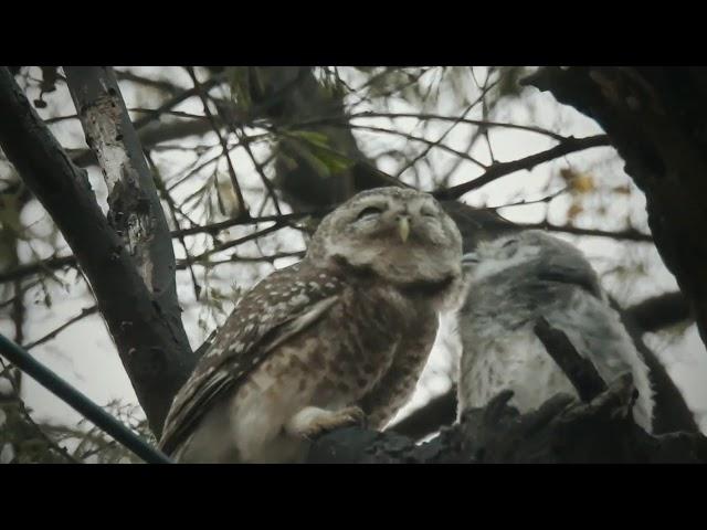 Spotted owlet