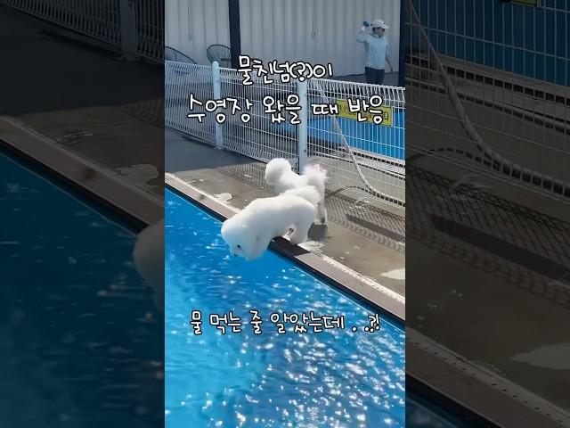 물 좋아하는 비숑이 수영장에 왔을 때 반응. #비숑 #비숑프리제 #비숑가족 #비숑일상