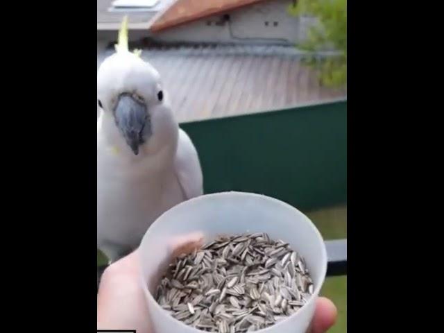 Sulphur-crested cockatoo Natural free Flying #viral #thebluechicken #shortvideo #cutepets #birds