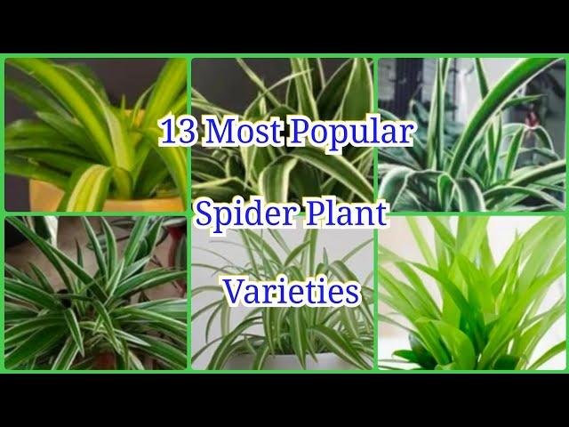 13 Most Popular Spider Plant Varieties