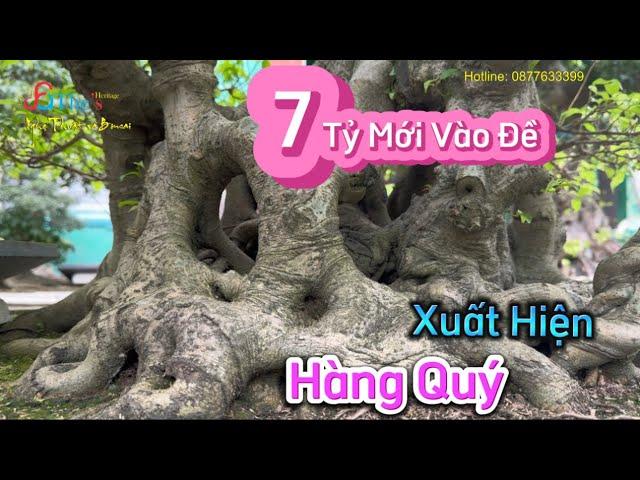 Về Thuận Thành xem Cây Sanh thật sự Quý, Ông Chủ ra đề 7 Tỷ có thể đàm phán