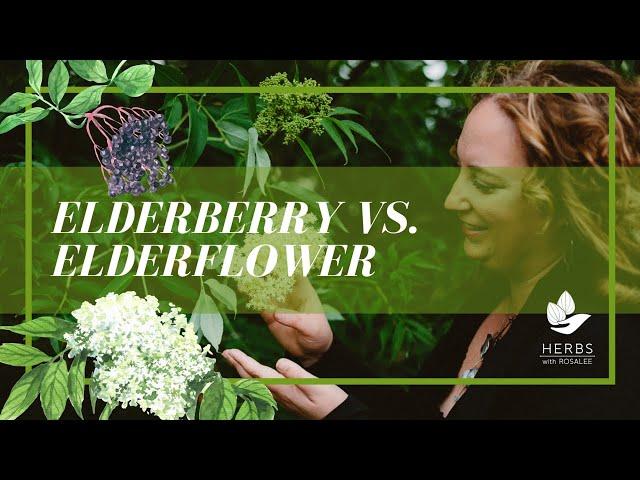 Elderflower vs.  Elderberry (Health Benefits of Elderberry)