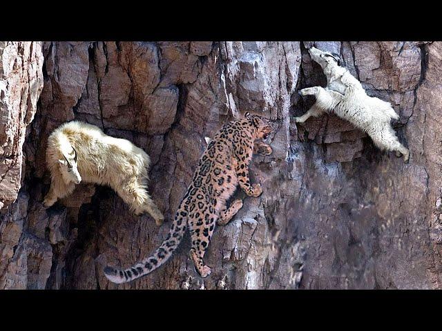 Incredible Fight! Mountain Goat Tossing Snow Leopard Fall Down From Cliff To Escape Mountain
